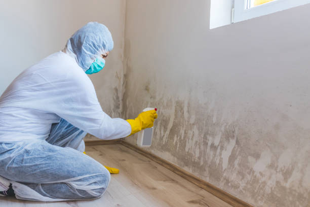 Best Mold Removal Company Near Me  in Anson, TX