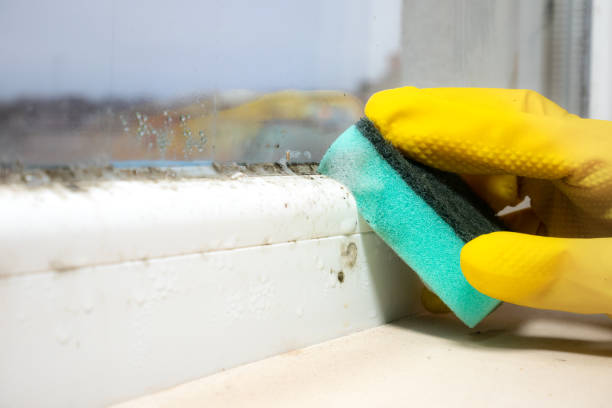 Best Mold Testing  in Anson, TX